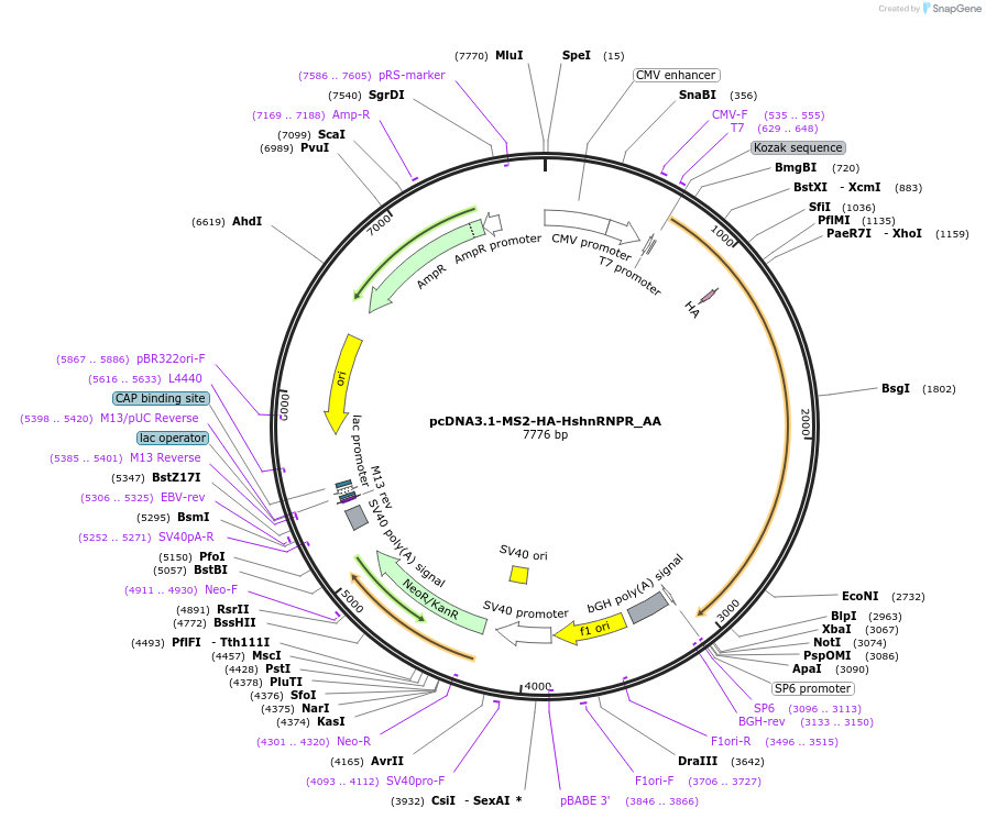 148235-plasmid-map-sequence-id-426373
