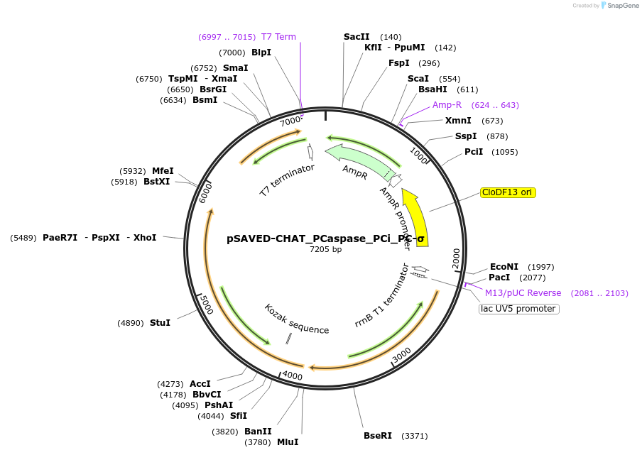 214040-plasmid-map-sequence-id-426381