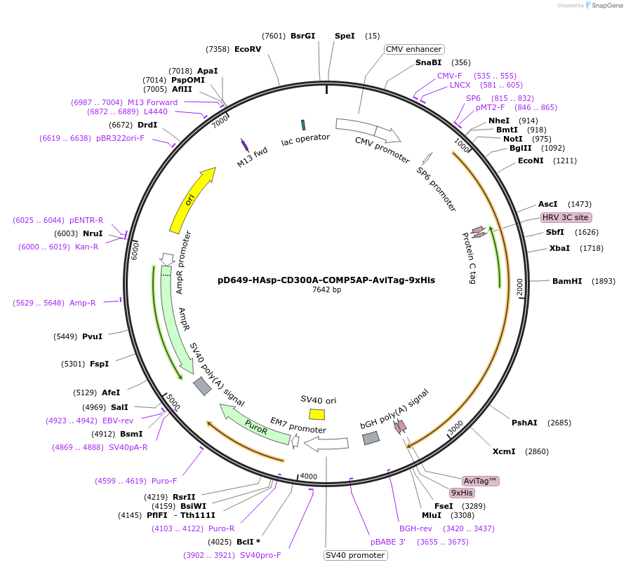 157123-plasmid-map-sequence-id-426451
