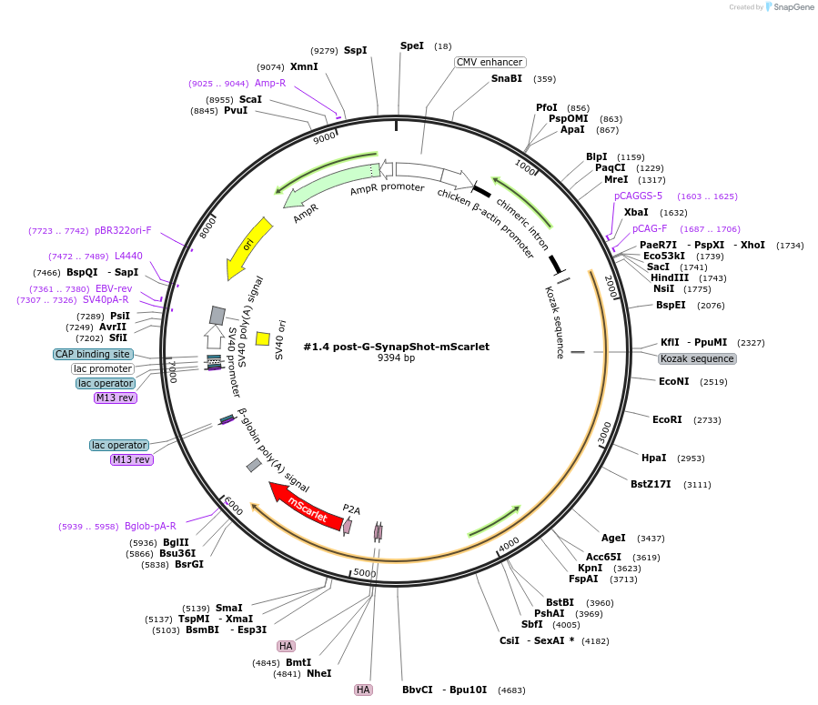 214716-plasmid-map-sequence-id-426461