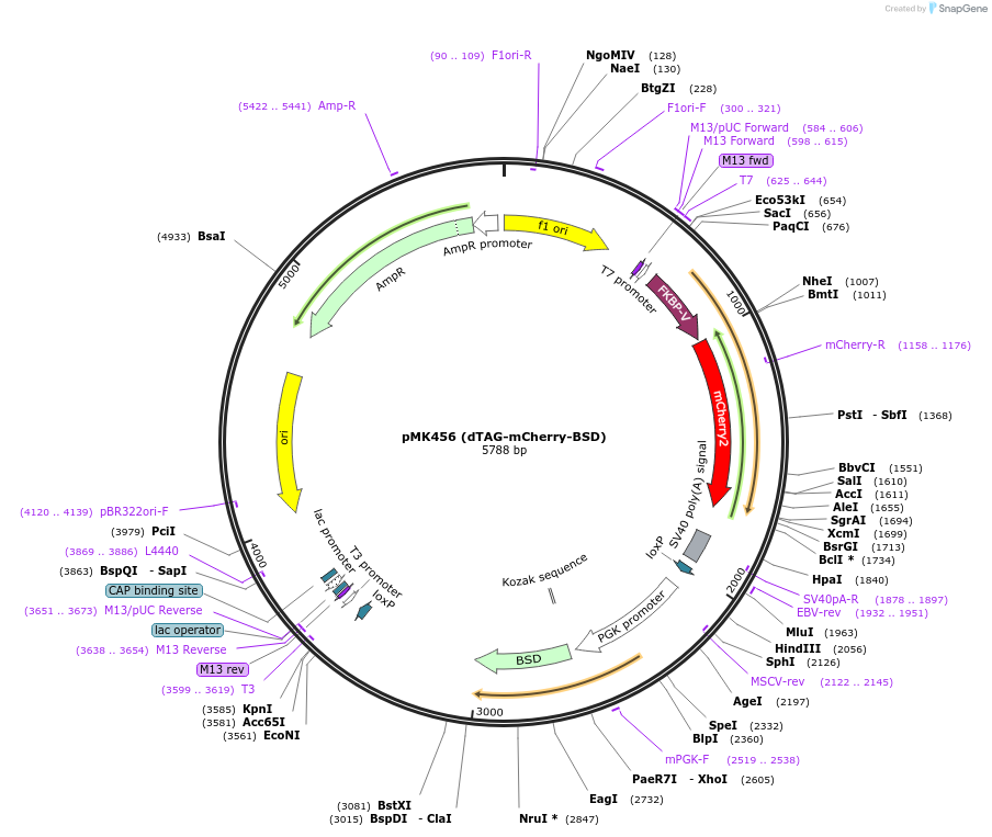 214386-plasmid-map-sequence-id-426463