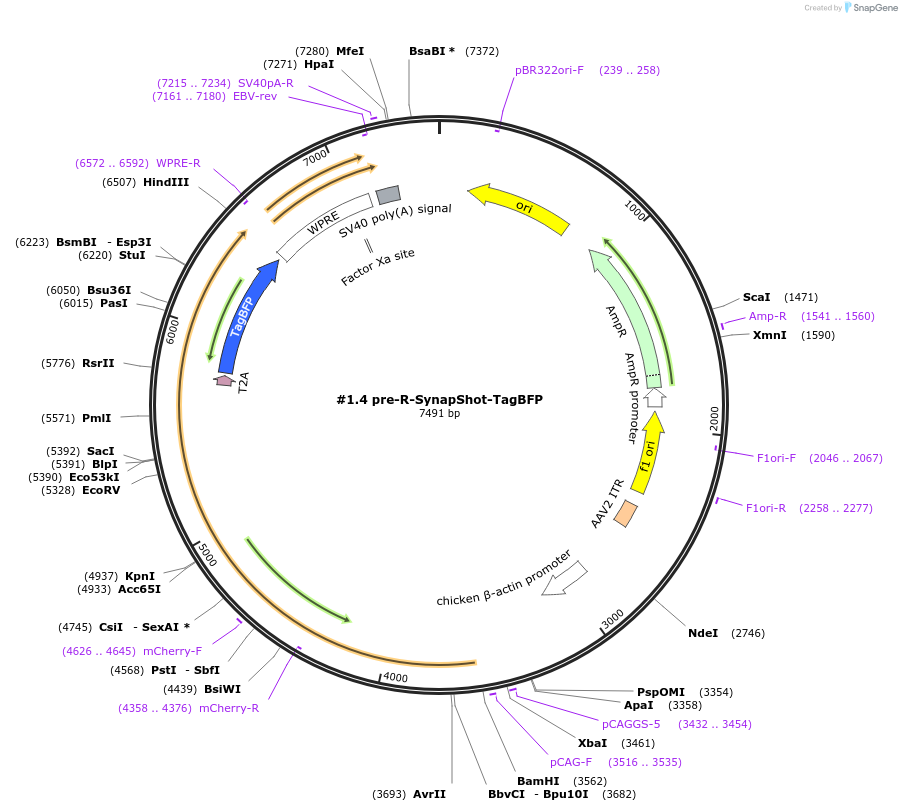 214719-plasmid-map-sequence-id-426464