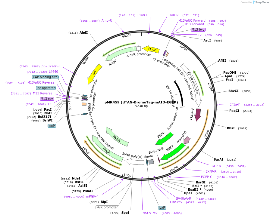 214387-plasmid-map-sequence-id-426465