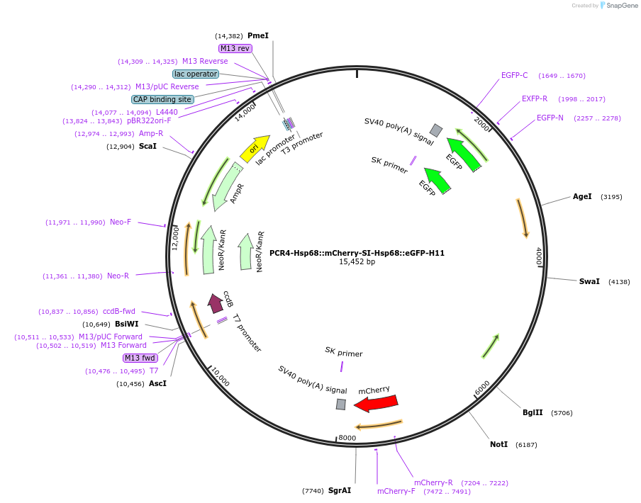 211942-plasmid-map-sequence-id-426466