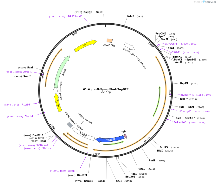 214717-plasmid-map-sequence-id-426470