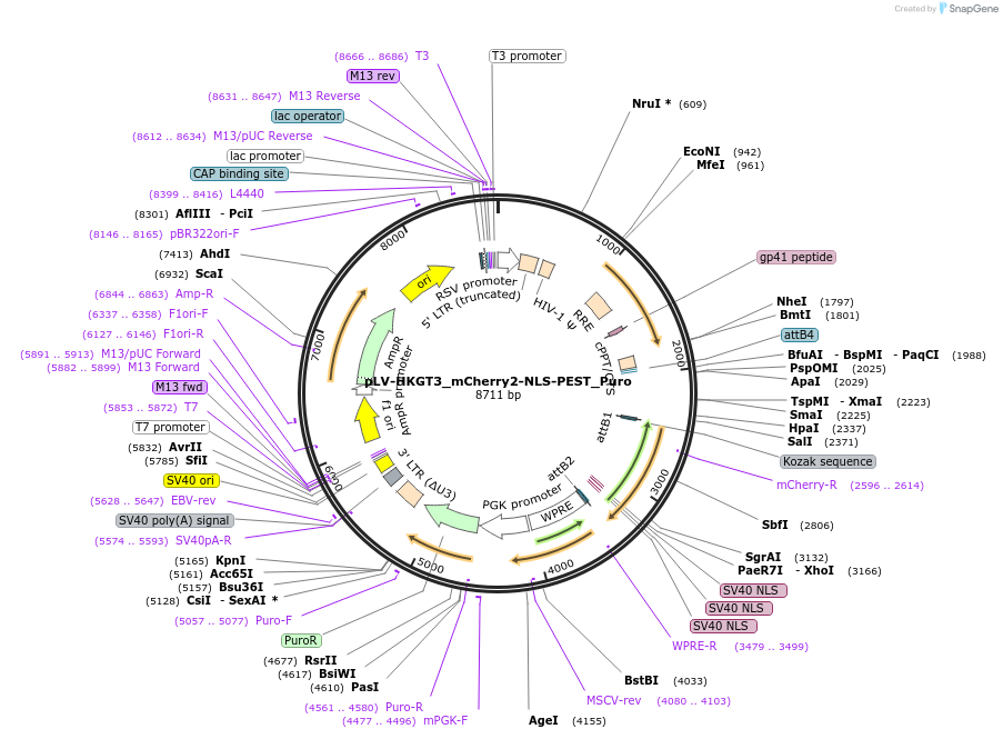 213771-plasmid-map-sequence-id-426472
