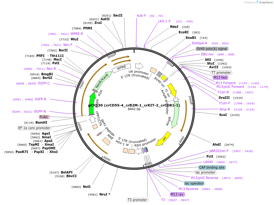 217340-plasmid-map-sequence-id-426478
