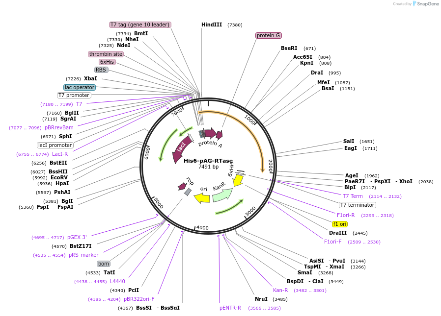 214932-plasmid-map-sequence-id-426479