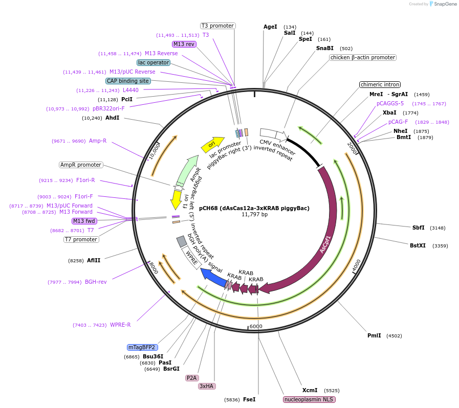 217334-plasmid-map-sequence-id-426482