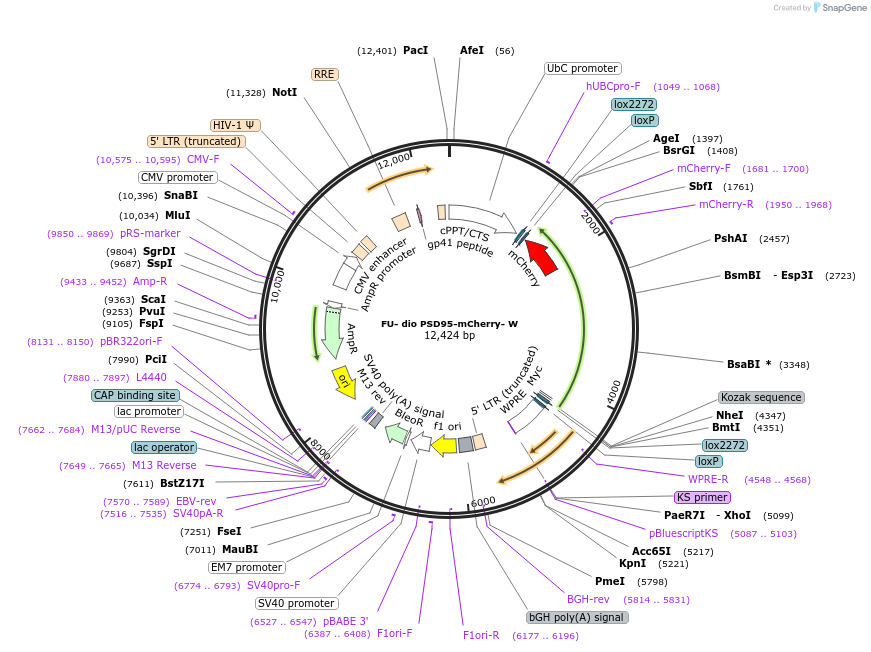73919-plasmid-map-sequence-id-426484