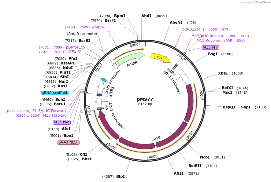 215681-plasmid-map-sequence-id-426486