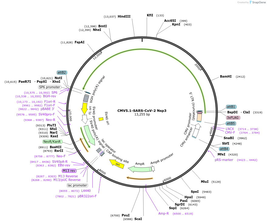 204205-plasmid-map-sequence-id-426487