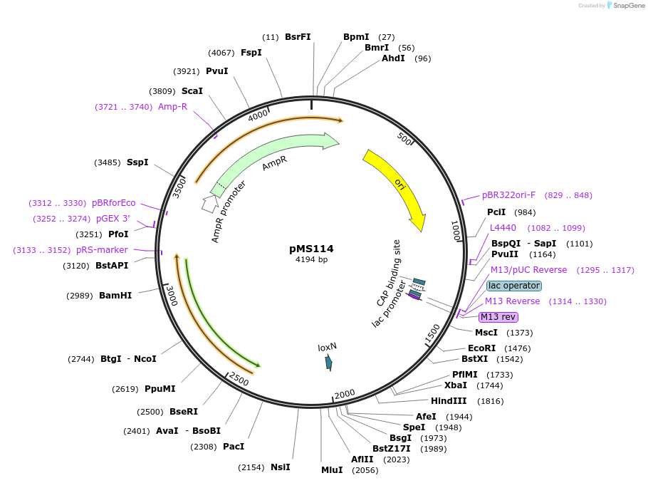 215677-plasmid-map-sequence-id-426501