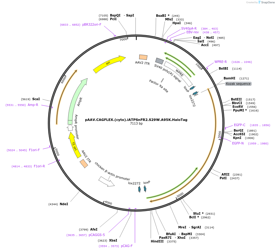 209655-plasmid-map-sequence-id-426531