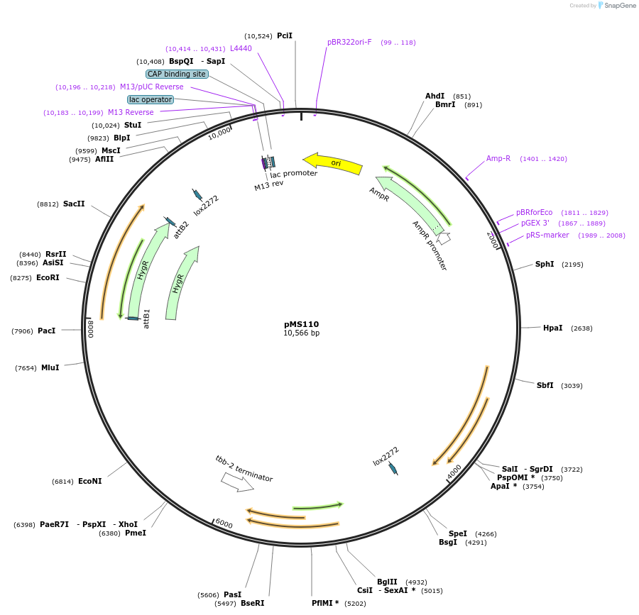 215674-plasmid-map-sequence-id-426559