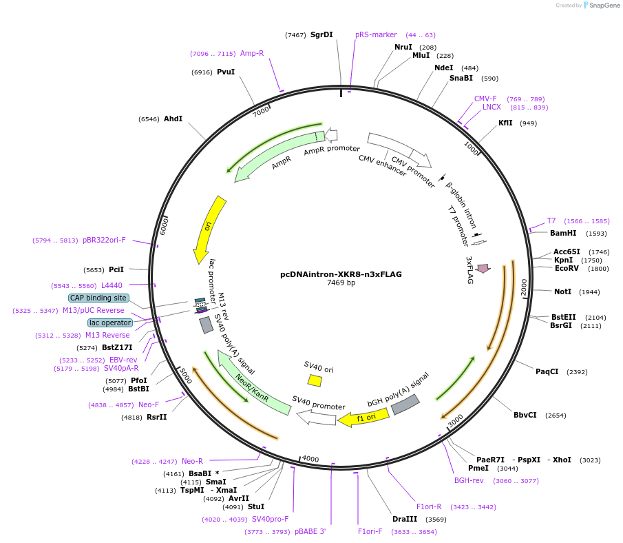 215693-plasmid-map-sequence-id-426568