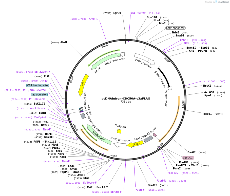 215702-plasmid-map-sequence-id-426575