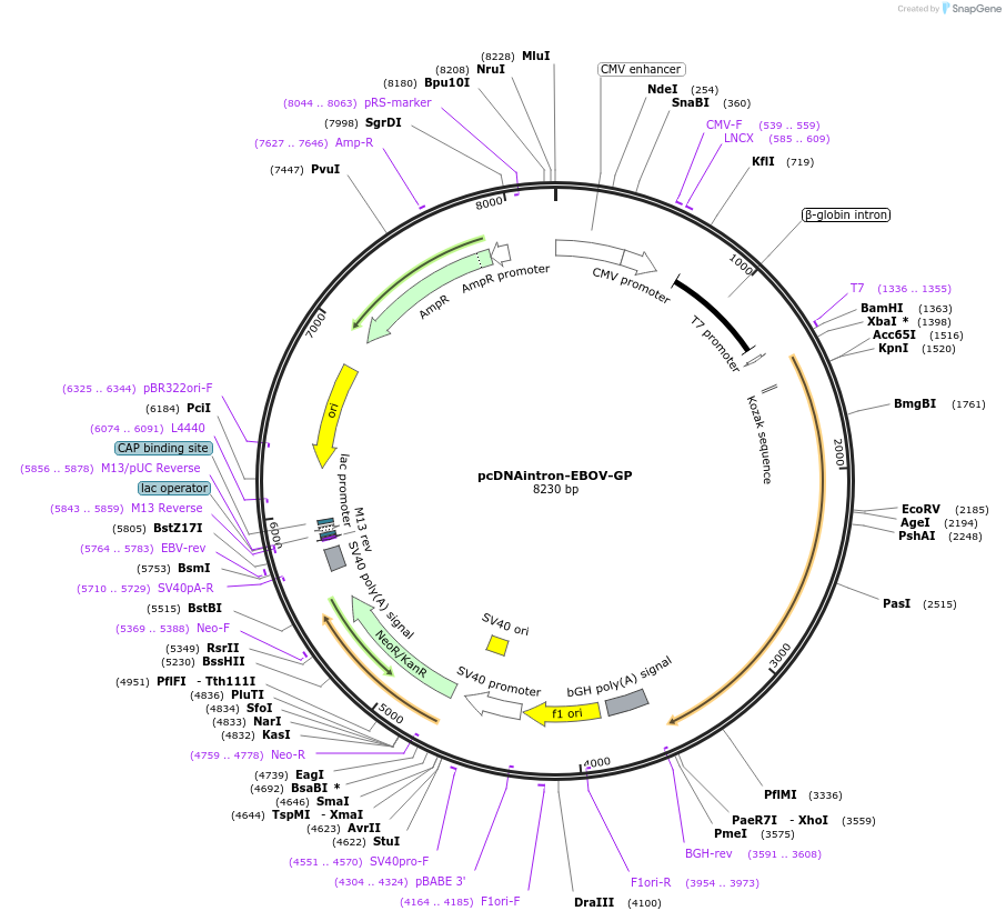 215692-plasmid-map-sequence-id-426581