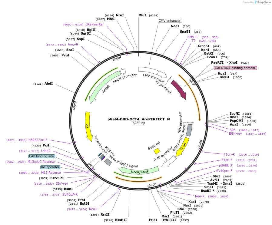 215624-plasmid-map-sequence-id-426589