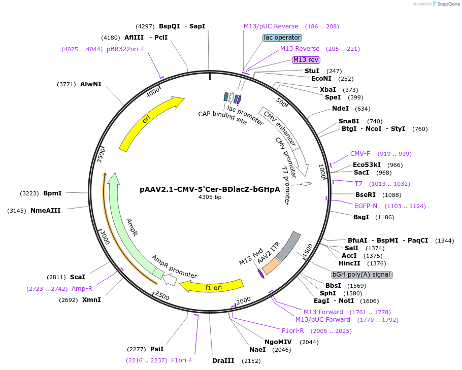 216318-plasmid-map-sequence-id-426609