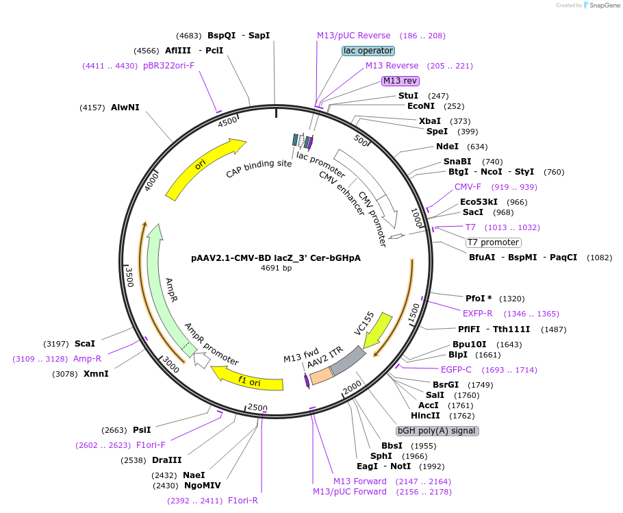 216319-plasmid-map-sequence-id-426610