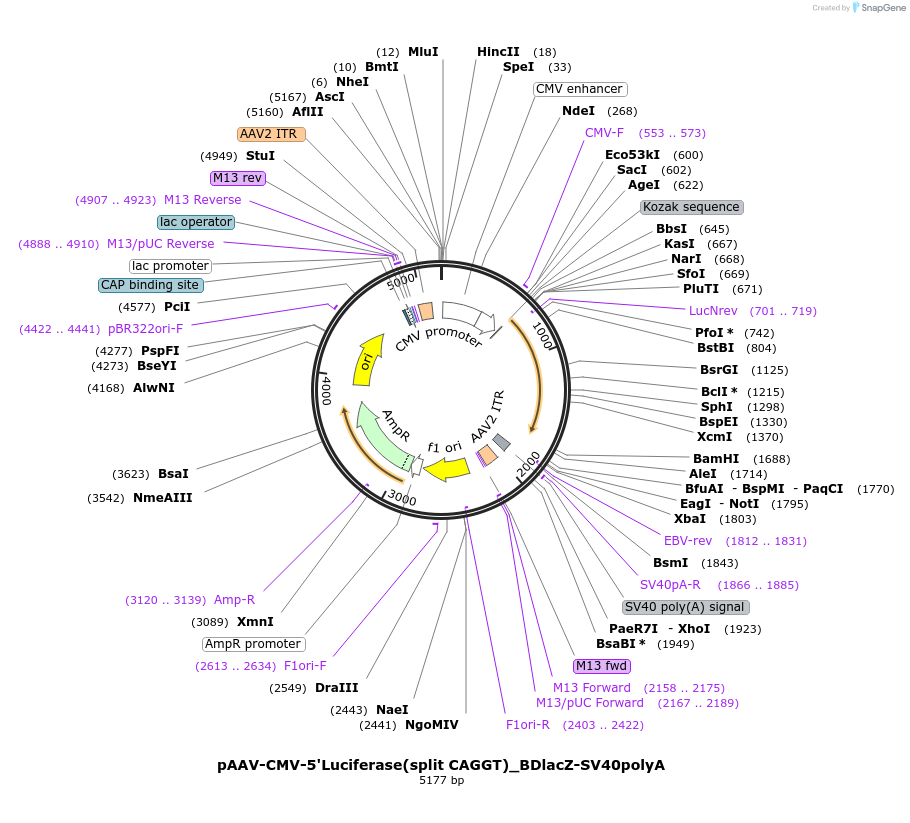 216320-plasmid-map-sequence-id-426612