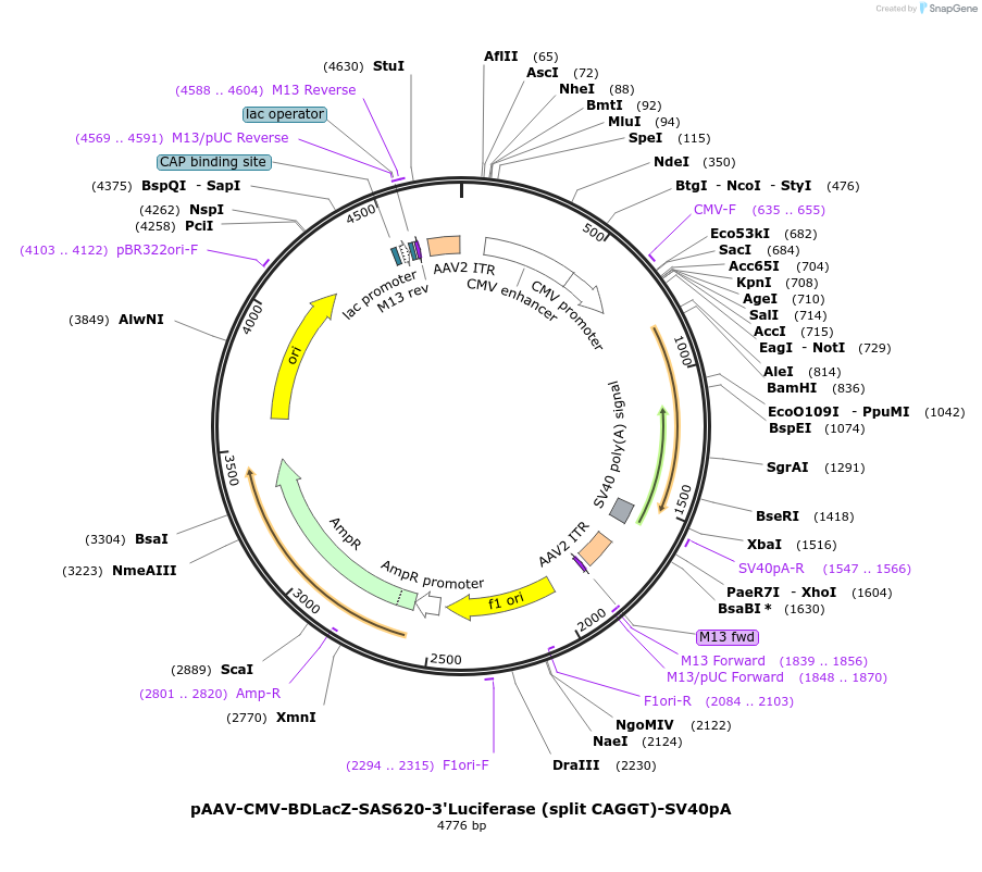 216321-plasmid-map-sequence-id-426613