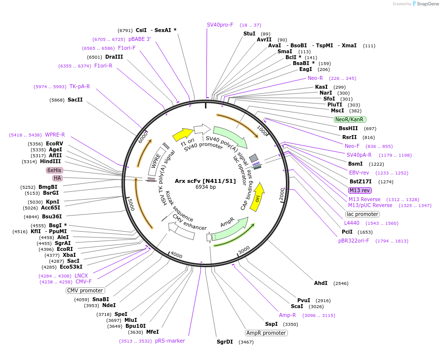 206788-plasmid-map-sequence-id-426618
