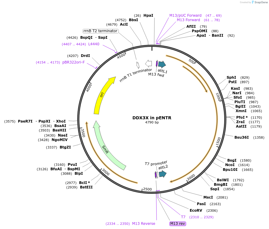 216572-plasmid-map-sequence-id-426667