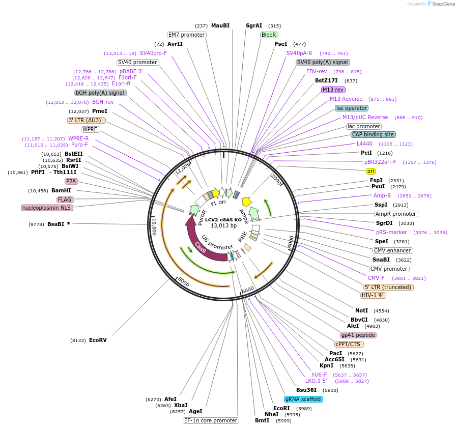 217444-plasmid-map-sequence-id-426681