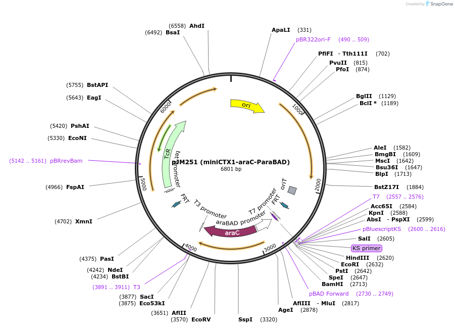 110567-plasmid-map-sequence-id-426700