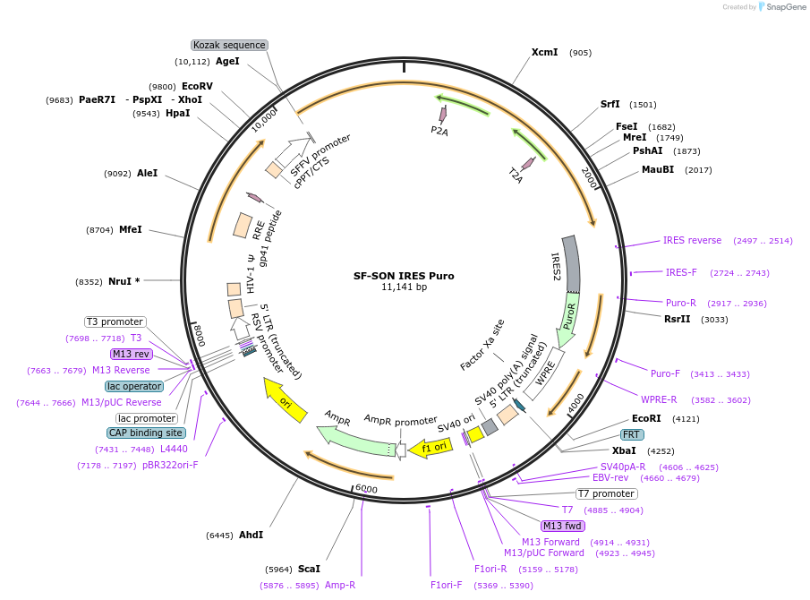 214402-plasmid-map-sequence-id-426701