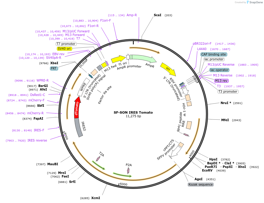 214403-plasmid-map-sequence-id-426702