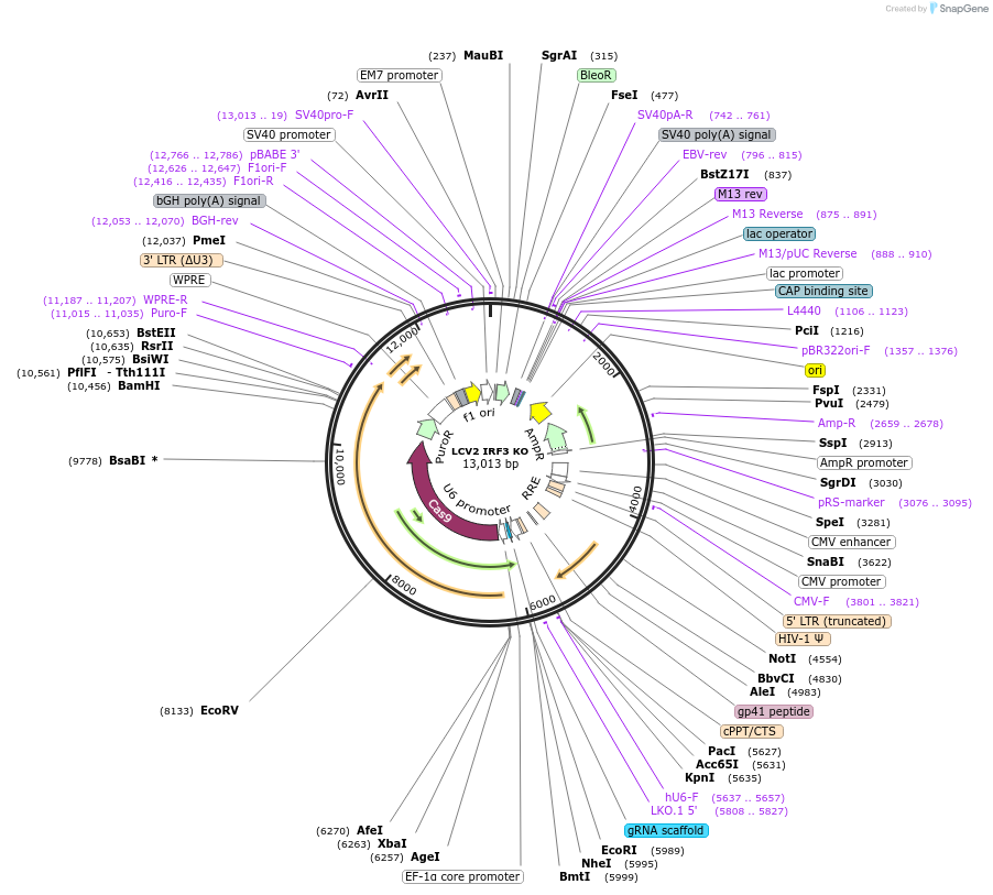217446-plasmid-map-sequence-id-426706