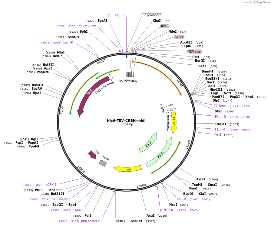 215330-plasmid-map-sequence-id-426717