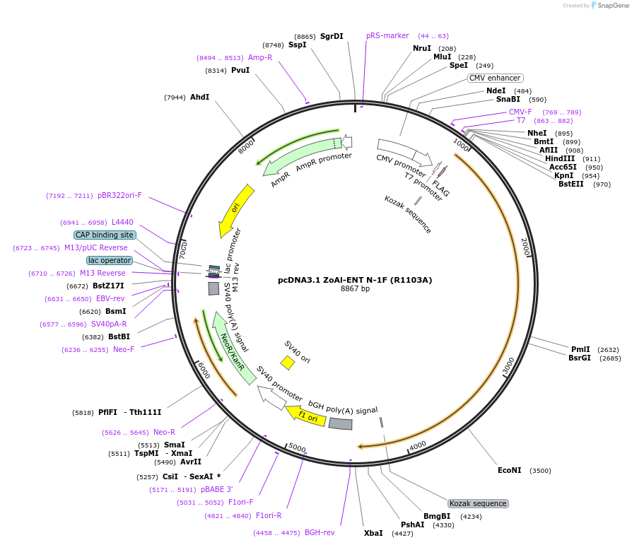 216548-plasmid-map-sequence-id-426732