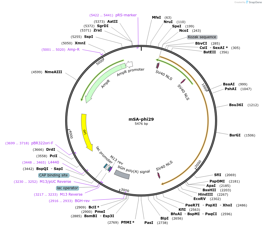 210815-plasmid-map-sequence-id-426745