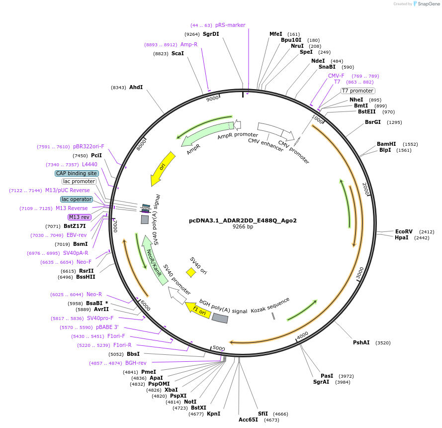 205599-plasmid-map-sequence-id-426750