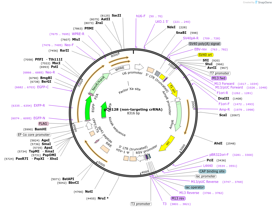217339-plasmid-map-sequence-id-426764