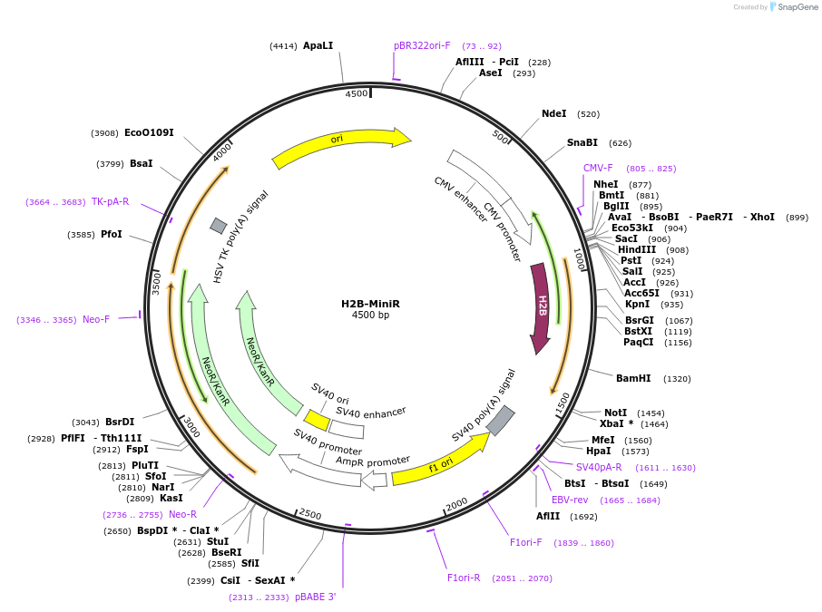 208328-plasmid-map-sequence-id-426765