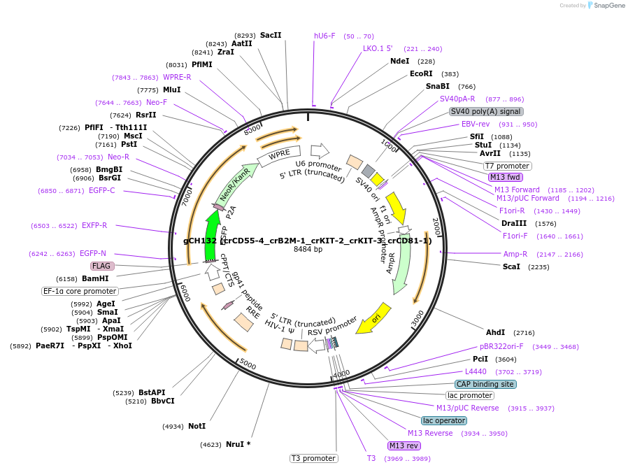 217341-plasmid-map-sequence-id-426767