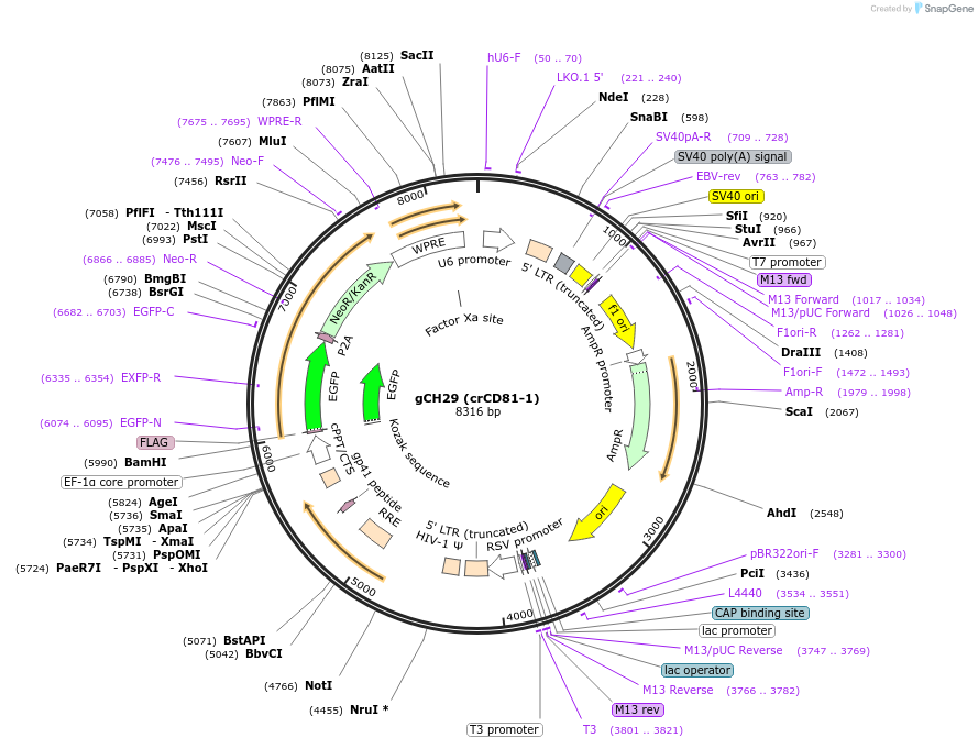 217344-plasmid-map-sequence-id-426768