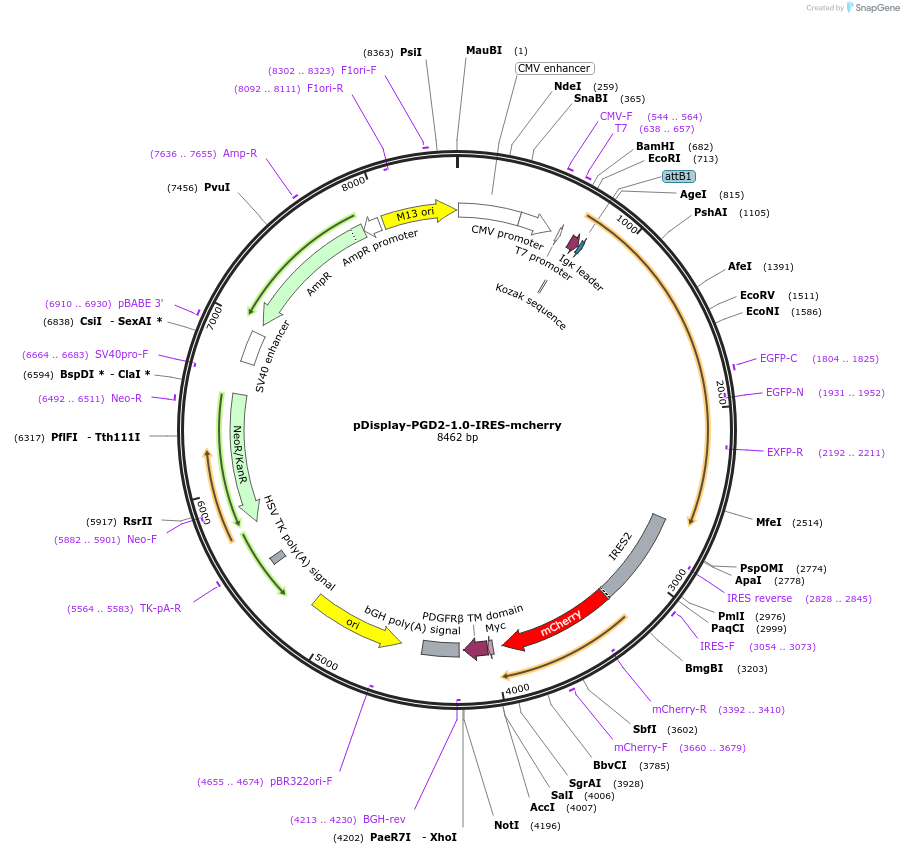 214762-plasmid-map-sequence-id-426777