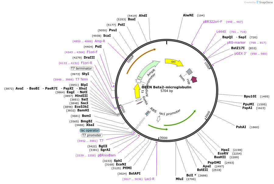 215657-plasmid-map-sequence-id-426781