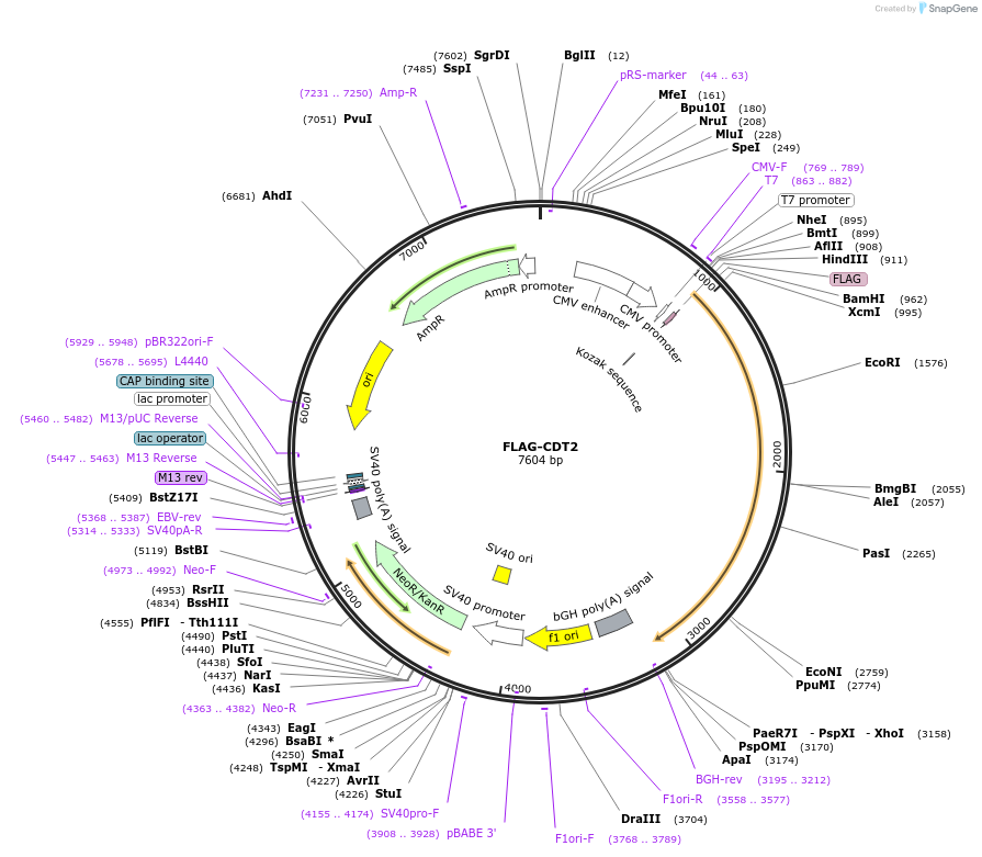 215091-plasmid-map-sequence-id-426783