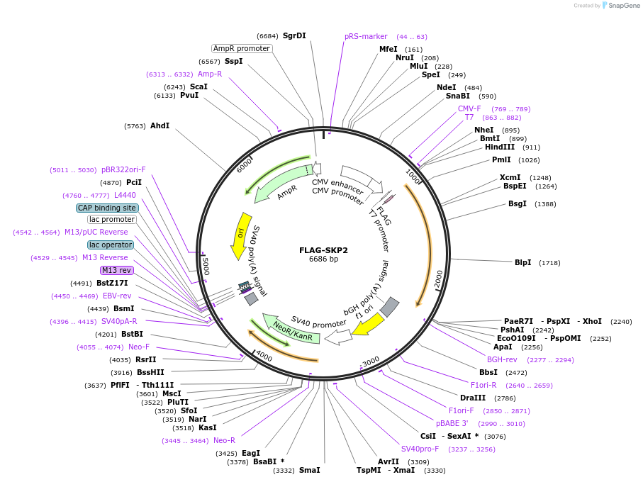 215092-plasmid-map-sequence-id-426784