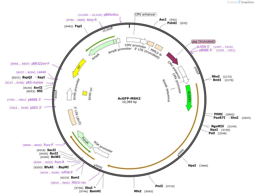 215121-plasmid-map-sequence-id-426789