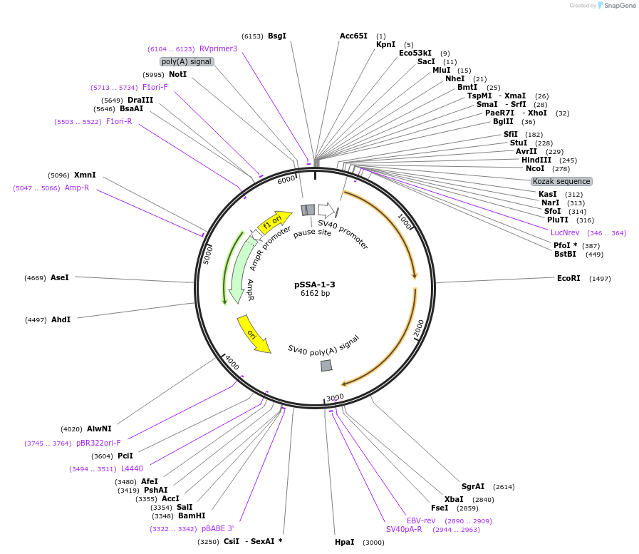 35091-plasmid-map-sequence-id-42679