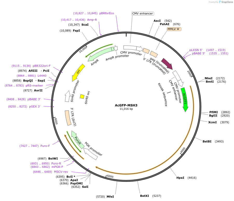 215122-plasmid-map-sequence-id-426790