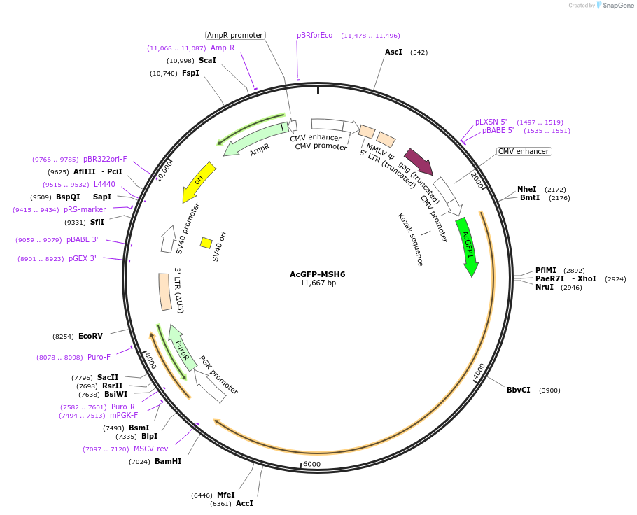 215123-plasmid-map-sequence-id-426791